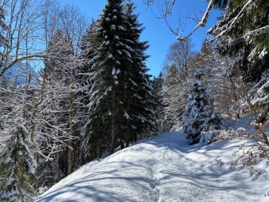 Alp ormanları tipik bir kış ortamı ve Alpstein dağları ve İsviçre Alpleri 'nde derin taze kar örtüsü altında yer alır - Alt St. Johann, İsviçre (Schweiz)