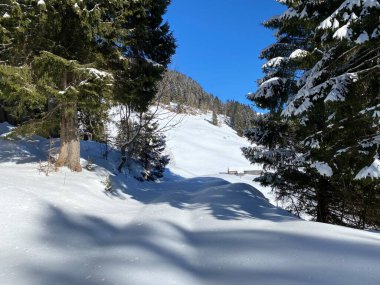 Alp ormanları tipik bir kış ortamı ve Alpstein dağları ve İsviçre Alpleri 'nde derin taze kar örtüsü altında yer alır - Alt St. Johann, İsviçre (Schweiz)