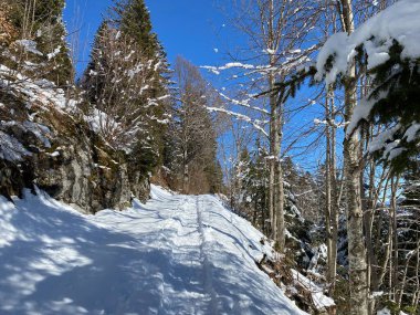 Alp ormanları tipik bir kış ortamı ve Alpstein dağları ve İsviçre Alpleri 'nde derin taze kar örtüsü altında yer alır - Alt St. Johann, İsviçre (Schweiz)