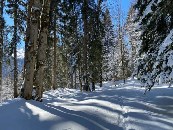 Trilhas Florestais Alpinas Ambiente Típico Inverno Sob Profunda Cobertura Neve — Fotografia de Stock