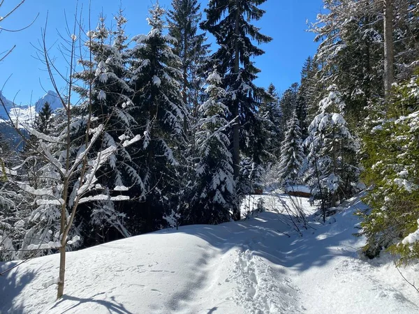 전형적 겨울철 속에서 슈타인 이프와 스위스 알프스 산맥의 눈덮인 스위스의 — 스톡 사진