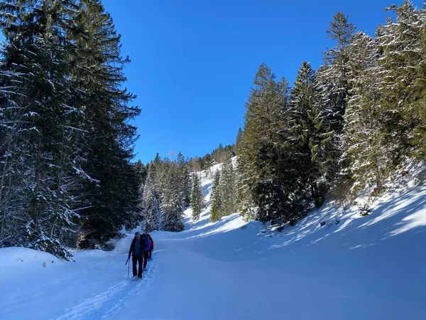 アルプシュタイン山塊の斜面やオーバートッゲンブルクのアルパイン渓谷の美しい牧歌的な新鮮な雪の上のハイカーや歩行者 Alt ヨハン スイス スイス — ストック写真