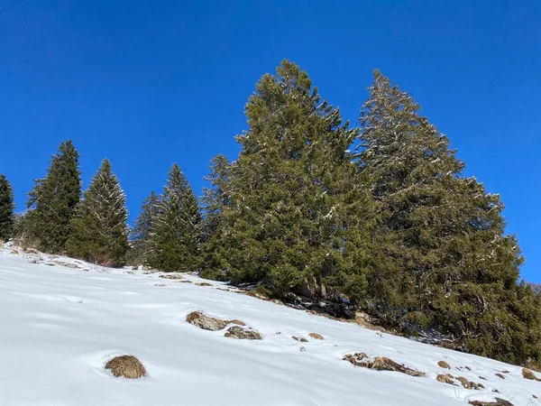 Canopies Pitorescos Árvores Alpinas Uma Atmosfera Típica Inverno Após Forte — Fotografia de Stock