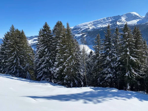 Pittoreska Toppar Alpina Träd Typisk Vinteratmosfär Efter Kraftigt Snöfall Över — Stockfoto