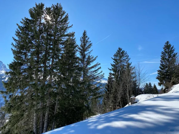 Malerische Baumkronen Typischer Winteratmosphäre Nach Heftigen Schneefällen Über Dem Obertoggenburg — Stockfoto