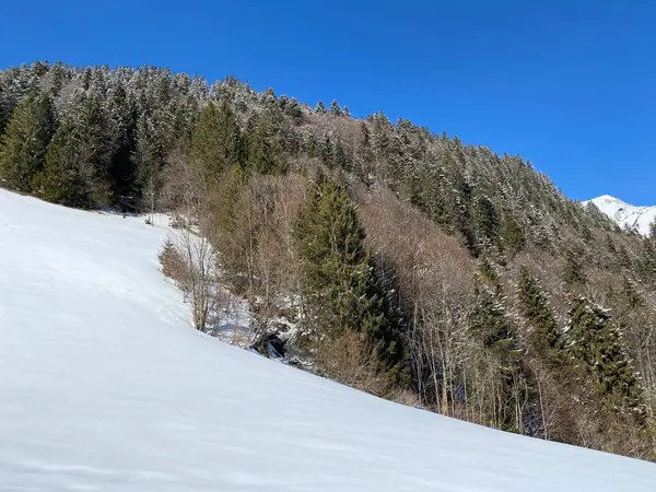 Canopées Pittoresques Arbres Alpins Dans Une Atmosphère Hivernale Typique Après — Photo