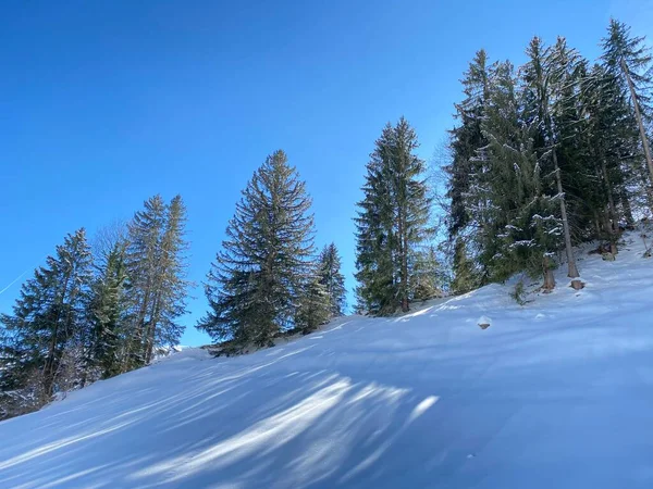 Malebné Baldachýny Alpských Stromů Typické Zimní Atmosféře Silném Sněžení Nad — Stock fotografie