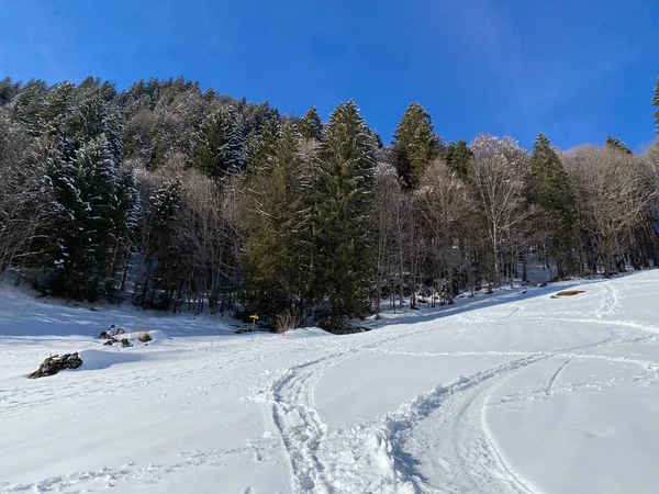 Pintorescas Copas Árboles Alpinos Ambiente Típico Invierno Después Fuertes Nevadas — Foto de Stock