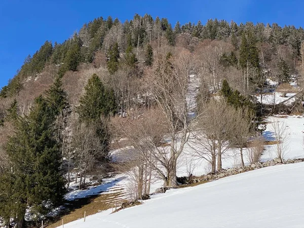 Malownicze Zadaszenia Alpejskich Drzew Typowej Zimowej Atmosferze Obfitych Opadach Śniegu — Zdjęcie stockowe