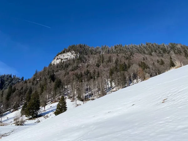 Bos Rotsachtige Alpiene Heuvel Mittelberg Hellingen Van Het Alpstein Massief — Stockfoto