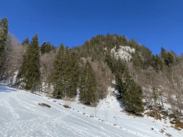 アルプスシュタイン山脈の斜面とオーバートッゲンブルク渓谷の上の森林岩の多い高山の丘Lauiberg Alt Johann Switzerland スイス — ストック写真