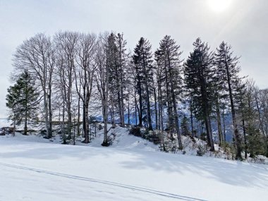 Obertoggenburg Alp Vadisi ve İsviçre Alpleri 'nde (Wildhaus, İsviçre) kar yağdıktan sonra tipik bir kış atmosferindeki alp ağaçlarının resimli gölgeleri (Schweiz)