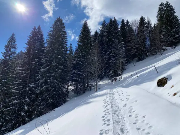 Maravillosas Rutas Senderismo Invierno Rastros Las Laderas Cordillera Alpstein Cubierta — Foto de Stock