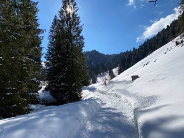 Obertoggenburg vadisinde ve Alpstein dağ sırasının yamaçlarında (Unterwasser, İsviçre) kırsal alp yolu boyunca uzanan kar yağışı)