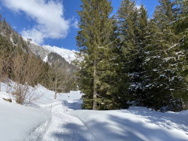 Obertoggenburg vadisinde ve Alpstein dağ sırasının yamaçlarında (Unterwasser, İsviçre) kırsal alp yolu boyunca uzanan kar yağışı)