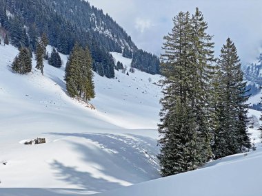 Obertoggenburg Alp Vadisi ve İsviçre Alpleri 'ndeki kar yağışı sonrası tipik bir kış atmosferindeki alp ağaçlarının resimli tepe örtüleri (Schweiz)