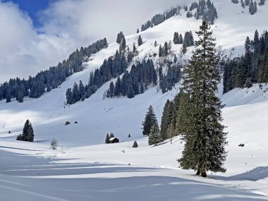 Obertoggenburg Alp Vadisi ve İsviçre Alpleri 'ndeki kar yağışı sonrası tipik bir kış atmosferindeki alp ağaçlarının resimli tepe örtüleri (Schweiz)