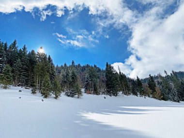 Obertoggenburg Alp Vadisi ve İsviçre Alpleri 'ndeki kar yağışı sonrası tipik bir kış atmosferindeki alp ağaçlarının resimli tepe örtüleri (Schweiz)