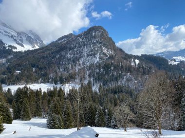 Obertoggenburg Alp Vadisi ve İsviçre Alpleri 'ndeki kar yağışı sonrası tipik bir kış atmosferindeki alp ağaçlarının resimli tepe örtüleri (Schweiz)
