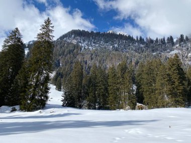 Obertoggenburg Alp Vadisi ve İsviçre Alpleri 'ndeki kar yağışı sonrası tipik bir kış atmosferindeki alp ağaçlarının resimli tepe örtüleri (Schweiz)