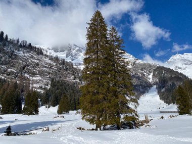 Obertoggenburg Alp Vadisi ve İsviçre Alpleri 'ndeki kar yağışı sonrası tipik bir kış atmosferindeki alp ağaçlarının resimli tepe örtüleri (Schweiz)