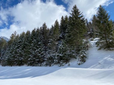 Obertoggenburg Alp Vadisi ve İsviçre Alpleri 'ndeki kar yağışı sonrası tipik bir kış atmosferindeki alp ağaçlarının resimli tepe örtüleri (Schweiz)