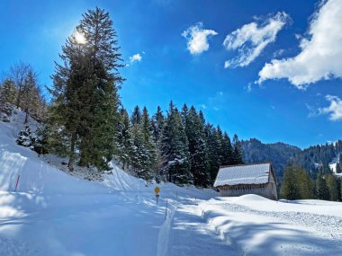 Obertoggenburg Alp Vadisi ve İsviçre Alpleri 'ndeki kar yağışı sonrası tipik bir kış atmosferindeki alp ağaçlarının resimli tepe örtüleri (Schweiz)