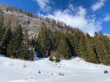 Obertoggenburg Alp Vadisi ve İsviçre Alpleri 'ndeki kar yağışı sonrası tipik bir kış atmosferindeki alp ağaçlarının resimli tepe örtüleri (Schweiz)