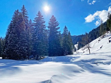 Obertoggenburg Alp Vadisi ve İsviçre Alpleri 'ndeki kar yağışı sonrası tipik bir kış atmosferindeki alp ağaçlarının resimli tepe örtüleri (Schweiz)