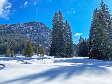 Obertoggenburg Alp Vadisi ve İsviçre Alpleri 'ndeki kar yağışı sonrası tipik bir kış atmosferindeki alp ağaçlarının resimli tepe örtüleri (Schweiz)