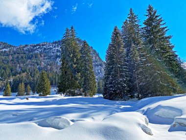 Obertoggenburg Alp Vadisi ve İsviçre Alpleri 'ndeki kar yağışı sonrası tipik bir kış atmosferindeki alp ağaçlarının resimli tepe örtüleri (Schweiz)