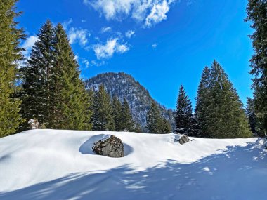 Obertoggenburg Alp Vadisi ve İsviçre Alpleri 'ndeki kar yağışı sonrası tipik bir kış atmosferindeki alp ağaçlarının resimli tepe örtüleri (Schweiz)