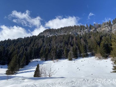 Obertoggenburg Alp Vadisi ve İsviçre Alpleri 'ndeki kar yağışı sonrası tipik bir kış atmosferindeki alp ağaçlarının resimli tepe örtüleri (Schweiz)