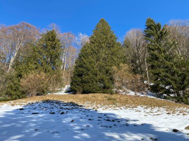 Obertoggenburg Alp Vadisi ve İsviçre Alpleri 'ndeki kar yağışı sonrası tipik bir kış atmosferindeki alp ağaçlarının resimli tepe örtüleri (Schweiz)