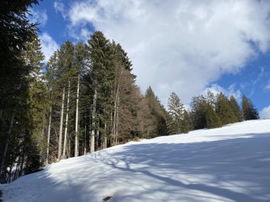 Obertoggenburg Alp Vadisi ve İsviçre Alpleri 'ndeki kar yağışı sonrası tipik bir kış atmosferindeki alp ağaçlarının resimli tepe örtüleri (Schweiz)
