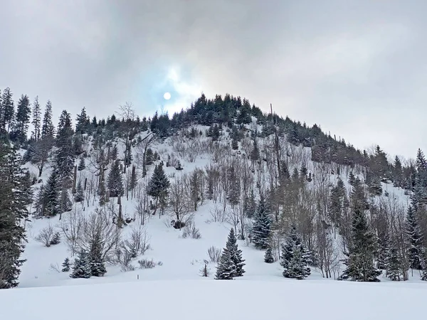 Pintorescas Copas Árboles Alpinos Ambiente Típico Invierno Después Las Nevadas —  Fotos de Stock