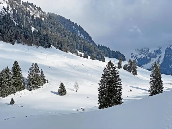 Malebné Baldachýny Alpských Stromů Typické Zimní Atmosféře Sněžení Nad Horským — Stock fotografie