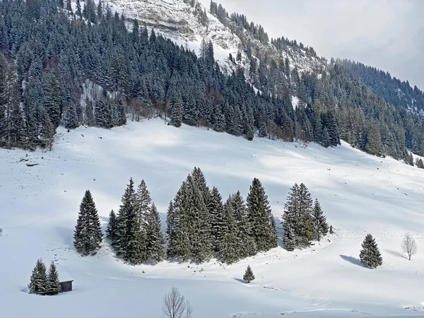 Pintorescas Copas Árboles Alpinos Ambiente Típico Invierno Después Las Nevadas — Foto de Stock