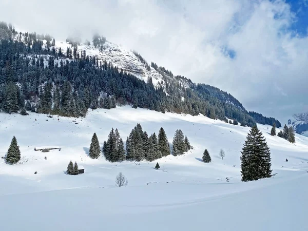 Picturesque Canopies Alpine Tree Типова Зимова Атмосфера Після Снігопаду Обертоггенбурзькій — стокове фото