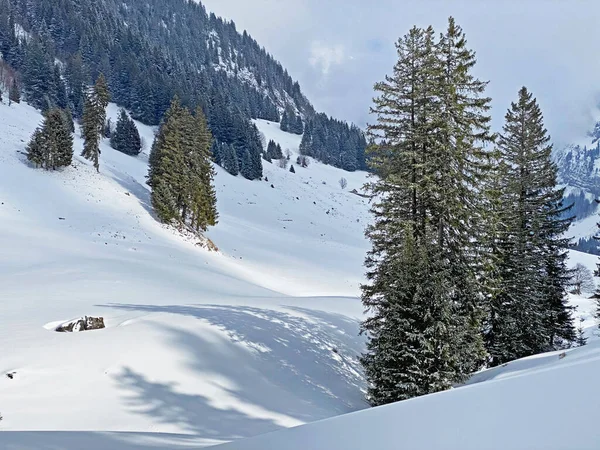 Schilderachtige Luifels Van Alpiene Bomen Een Typische Winterse Sfeer Sneeuwval — Stockfoto