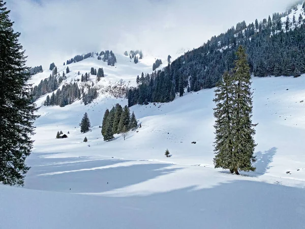 Malerische Baumkronen Typischer Winteratmosphäre Nach Schneefall Über Dem Obertoggenburger Alpental — Stockfoto