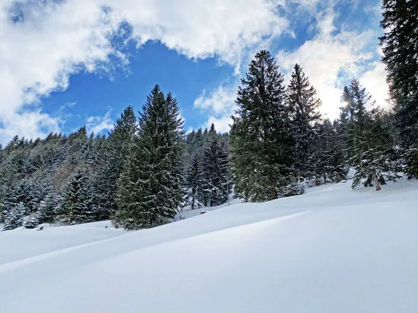 オーバートッゲンブルク高山渓谷とスイスアルプスの雪の後の典型的な冬の雰囲気の中で高山の木の絵の天蓋 Unterwasser Swishiz — ストック写真