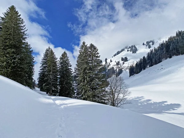 オーバートッゲンブルク高山渓谷とスイスアルプスの雪の後の典型的な冬の雰囲気の中で高山の木の絵の天蓋 Unterwasser Swishiz — ストック写真