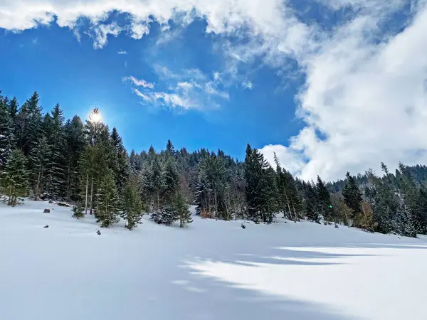 瑞士奥伯托根堡高山谷地和瑞士Unterwasser阿尔卑斯山 施韦兹 上降雪后 高山树木在典型的冬日气氛中呈现如画般的日光浴 — 图库照片