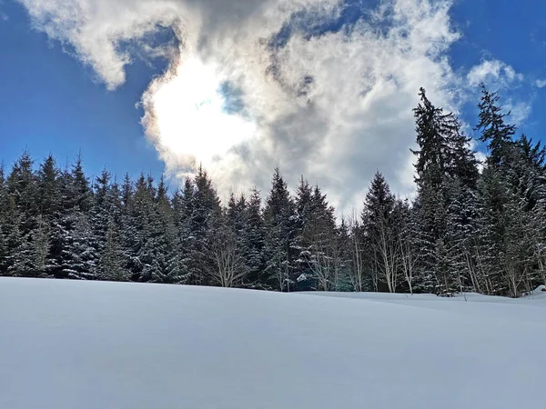 Живописные Навесы Альпийских Деревьев Типичной Зимней Атмосфере После Снегопада Над — стоковое фото
