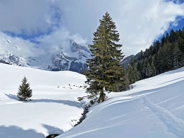 Malerische Baumkronen Typischer Winteratmosphäre Nach Schneefall Über Dem Obertoggenburger Alpental — Stockfoto