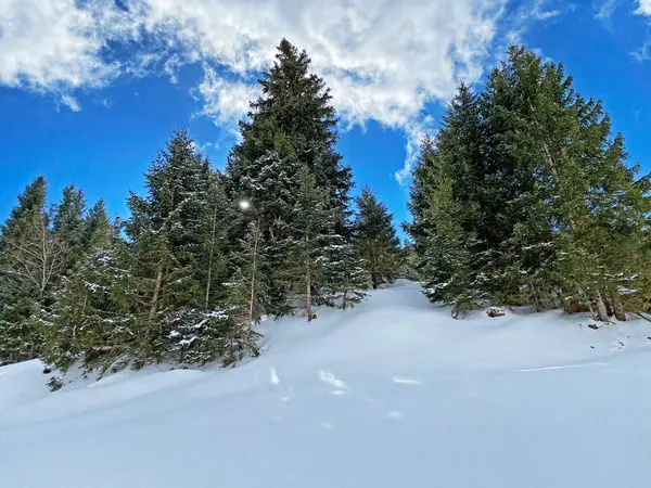Schilderachtige Luifels Van Alpiene Bomen Een Typische Winterse Sfeer Sneeuwval — Stockfoto