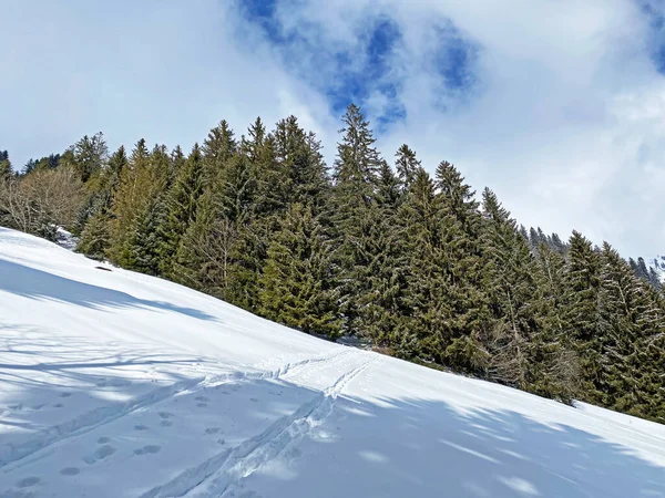 Festői Lombkoronák Alpesi Fák Egy Tipikus Téli Atmoszférában Hóesés Után — Stock Fotó