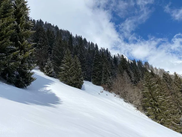 Malownicze Zadaszenia Alpejskich Drzew Typowej Zimowej Atmosferze Opadach Śniegu Nad — Zdjęcie stockowe
