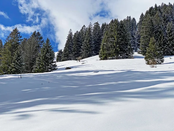 Malerische Baumkronen Typischer Winteratmosphäre Nach Schneefall Über Dem Obertoggenburger Alpental — Stockfoto